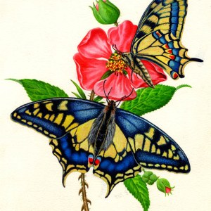 AR PLH0028swallowtail butterfliesPLMOB
