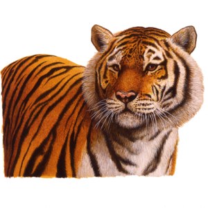 AR PLH0030Tiger I