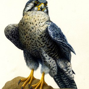 AR PLH0017peregrine falcon