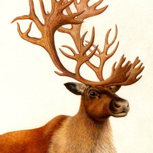 AR PLH0021reindeer