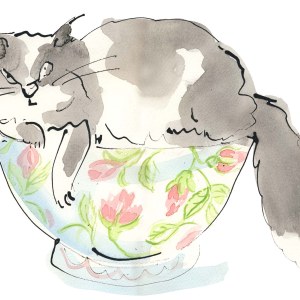 AR SHE0095 china cat Y
