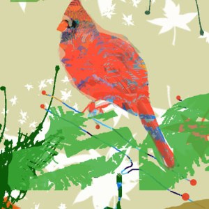 TFL0458 red cardinal  winter bird