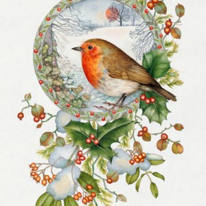 VG472 tfhra  Winter Robin