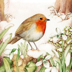 VG0760A robin snowdrops PLX