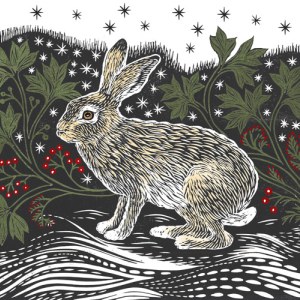 VG0974 Hare Stellar Starer GUKEXWWNEX.