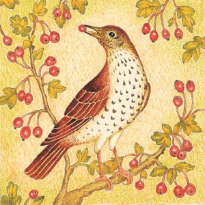 Valerie Greeley VG1025 thrush