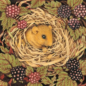 Valerie Greeley VG1028 dormouse