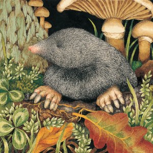 Valerie Greeley VG1032 mole