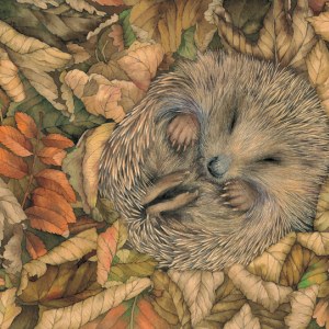 VG0023 October Sleeping Hedgehog.jpg PLGUSA
