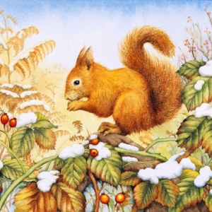 VG0091 red Squirrel