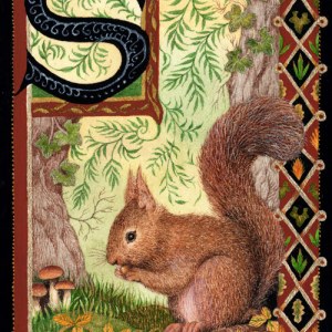 VG0978 TFHRA red squirrelTAPWWEX