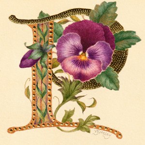 VG1110 TRHRA Lombardic P Pansy