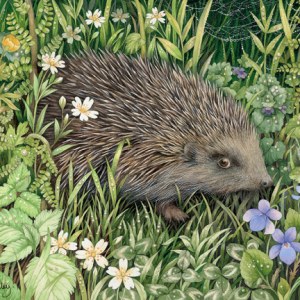 VG0010 aPRILHEDGEHOG.PLGUSA