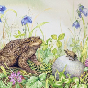 VG0017 July toad.jpg PLX