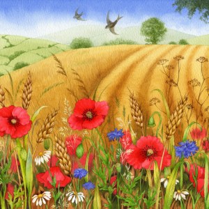 VG0192 cornfield poppies PLX