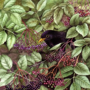 VG0324 Elderberry crop