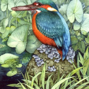 VG0329 Kingfisher crop