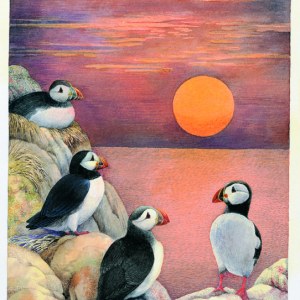 VG0500 Puffins on Cliff Face.jpg PLX