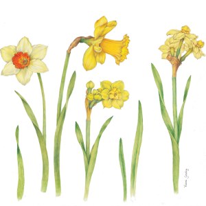 VG0510 Daffodils PLX