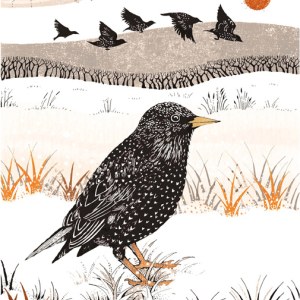 VG0905 starling print PLGUKEU crop