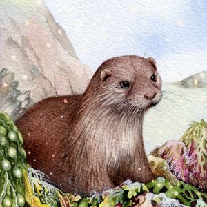 VG0940 B PLX otter