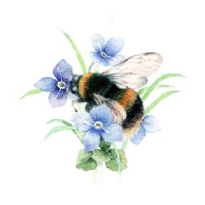 VG0961 bumblebee PW