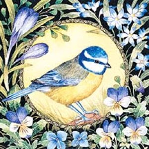 VG1010  TFHRA Blue tit