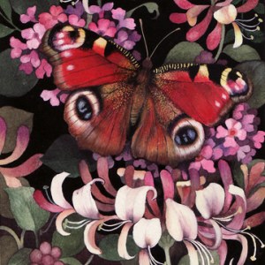 VG1090 Peacock butterfly cropPLGWW28