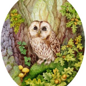 VG0828 Tawny Owl in Oak wood TFHRA