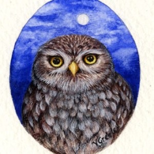 VG0909A teeny tiny little owl TFHRA
