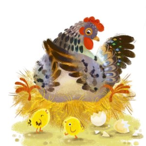 AR ACH0021 Animals hen chicks