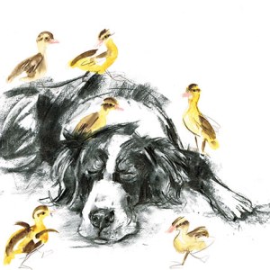 LMK0427sleepingcollieducklingsTFHRA