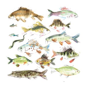 LMK0304freshwaterfish