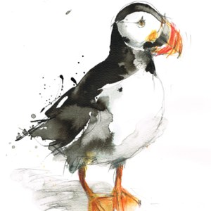 LMK0166puffin PLGX PLPRWW Y