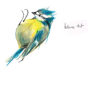 LMK0169bluetit PLownwallart Y