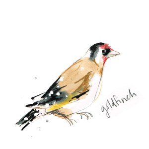 LMK0172goldfinchPLPRXcomposite PLownwallart Y