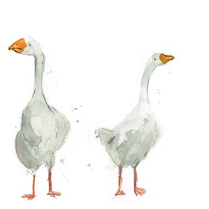 LMK0324whiteducksTFHRA Y