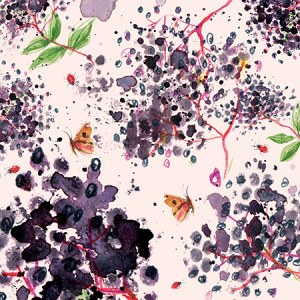 LMK0354 A elderberrymedleyTFHRA Y