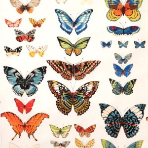 SCD0106 butterflies