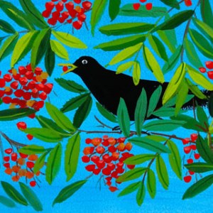 SCD0186 blackbird