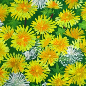 SCD0178 dandelions