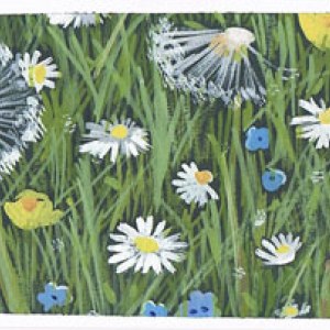 SCD0191 dandelion clocks 13