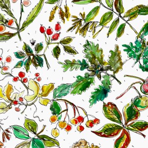 Sarah Campbell SCD0553 autumn sketch