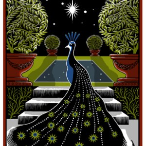 CIB0066 Peacock