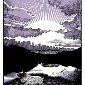 CIB0071 ShetlandSheep