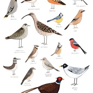 AR KRL0133  Birds
