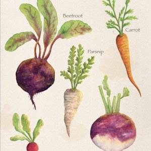 AP ALZ0044 ROOTVEGETABLES