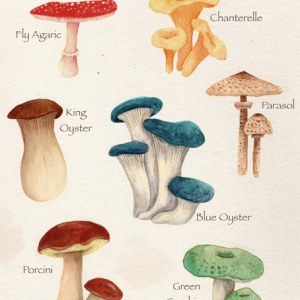 AP ALZ0045 MUSHROOMS