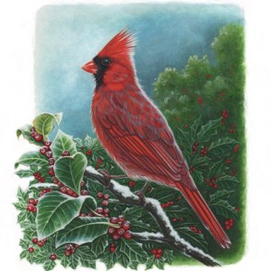 AP STA0015 Red Cardinal with snow-Sally Taylor