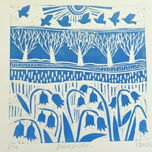 Claire West CWE0266  bluebells